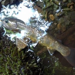 渓流ミノーイング ～長良川水系～